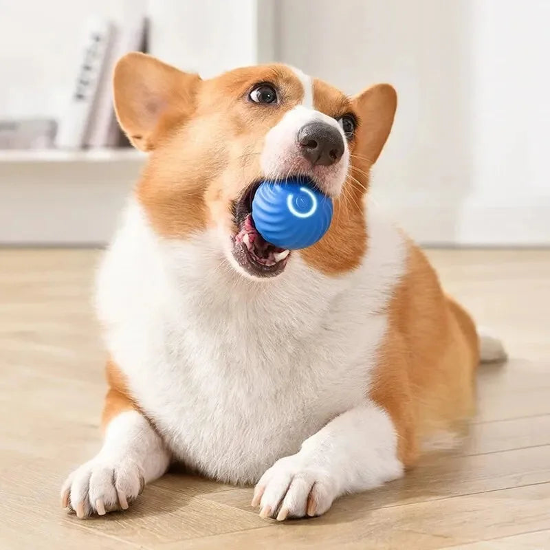 Elektronischer Interaktiver Spielball für Hunde & Katzen – USB Wiederaufladbar